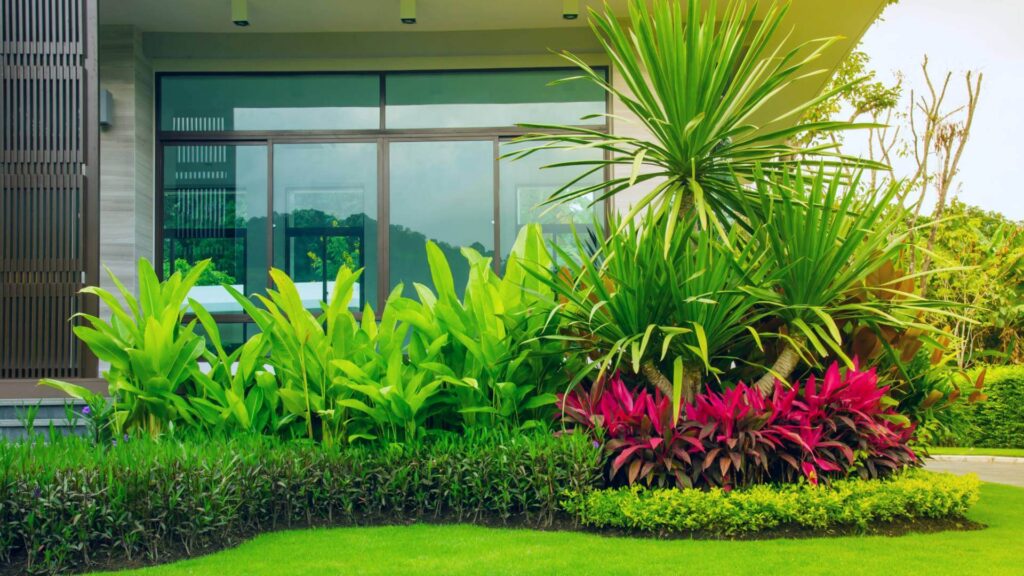 Hello Hello Plants Nursery Campbellfield Melbourne Victoria Australia Modern garden modern house flaxes cordyline rubra draecena panda grass