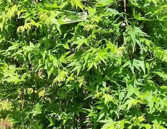 Acer 'Nishiki Fountain' Japanese Maple 20" Pot