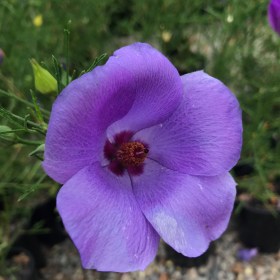 Close-up of the Alyogyne 'Aussie Purple™' Native Hibiscus in a 6" pot, featuring a single purple bloom with a dark center, green foliage, and a softly blurred background.