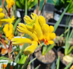 Close-up of Anigozanthos 'Landscape Gold' Kangaroo Paw in a 6" pot, featuring vibrant yellow flowers with green stems and blurred potted plants in the background.