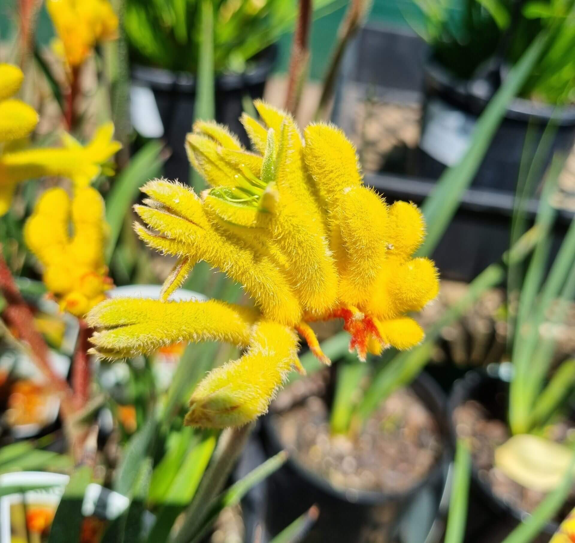 Close-up of Anigozanthos 'Landscape Gold' Kangaroo Paw in a 6" pot, featuring vibrant yellow flowers with green stems and blurred potted plants in the background.