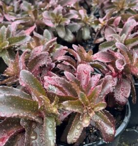 Close-up of Sedum 'Dark Magic' 8" Pot succulents with water droplets on their leaves, growing in black containers.