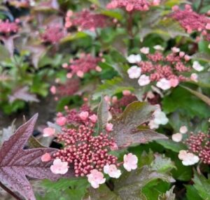 Clusters of small pink and white flowers with dark green, serrated leaves, covered in water droplets, adorn the Viburnum 'Onondaga' Sargent Viburnum 8" Pot.