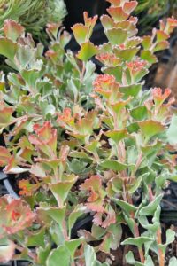 Close-up of Adenanthos 'Coral Carpet' PBR growing in a cluster with green leaves and red-tipped edges in a 6" pot.