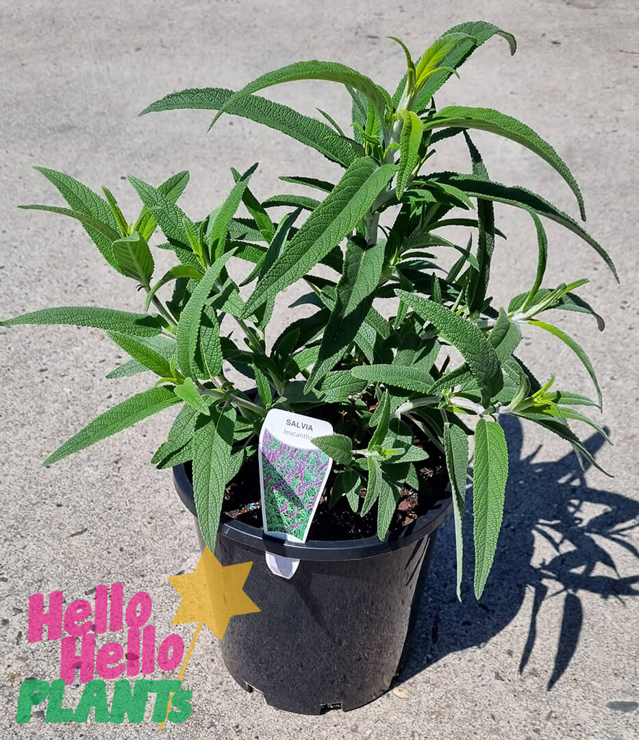 Salvia 'Mexican Bush Sage' 8" Pot