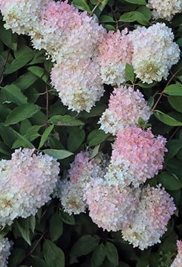 Hydrangea 'Pee Gee' 6" Pot