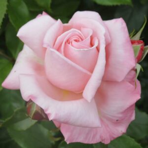 A close-up photo of Rose 'Aotearoa' PBR 3ft Standard in full bloom, with soft pink petals, surrounded by green leaves and an unopened bud in the background.