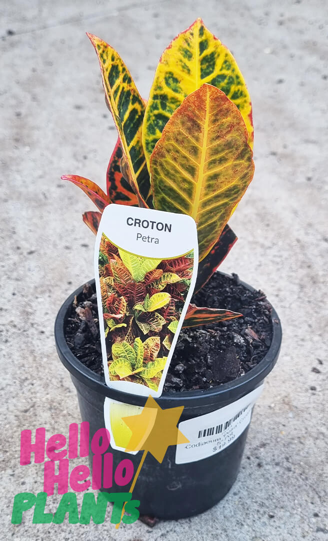 Codiaeum 'Croton Petra' 5" Pot