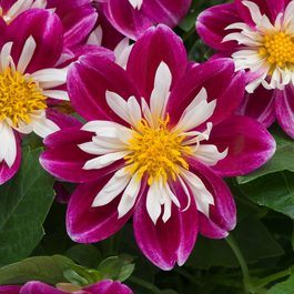 Dahlia hybrida Goldalia™ Rose