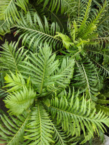 The Blechnum 'Silver Lady/Dwarf Tree Fern' in a 15cm pot features elegant green fronds with diverse shades and patterns, making it perfect for display in any setting.