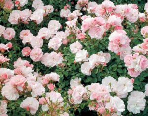 A dense cluster of Rose 'Bonica x White Iceberg' 3ft Standard in full bloom, light pink flowers surrounded by green leaves.