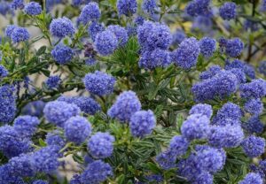 Ceanothus 'Pacific Wave' PBR in a 6" pot features dense clusters of vibrant purple-blue flowers and green leaves.