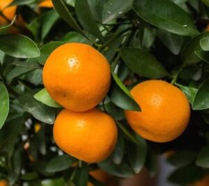 Citrus Mandarin 'Clementine'