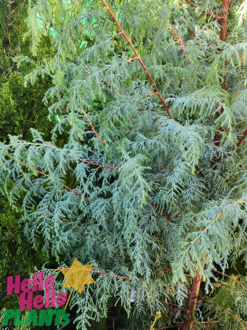 A close-up of a Cupressus 'Silver Shadow' Kashmir Cypress, showcasing its feathery blue-green foliage; "Hello Hello Plants" appears in the corner with a yellow star.