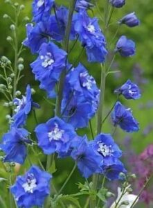 Delphinium 'Little Blue Butterfly' features tall stems with clusters of bright blue flowers and lush green foliage, ideal for display in a 6" pot.