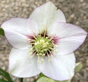 Close-up of Helleborus 'White' Hellebore bloom with five light purple-edged petals and yellow stamens, blurred background. Perfect for display in a 6" pot.