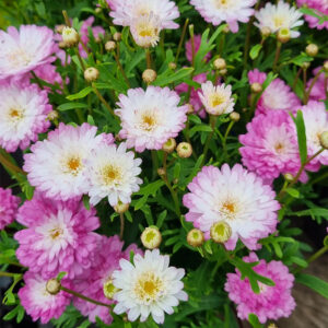 Argyranthemum 'Spider Pink' Marguerite Daisy 6" Pot