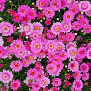 Argyranthemum 'Tracey' Marguerite Daisy 6" Pot