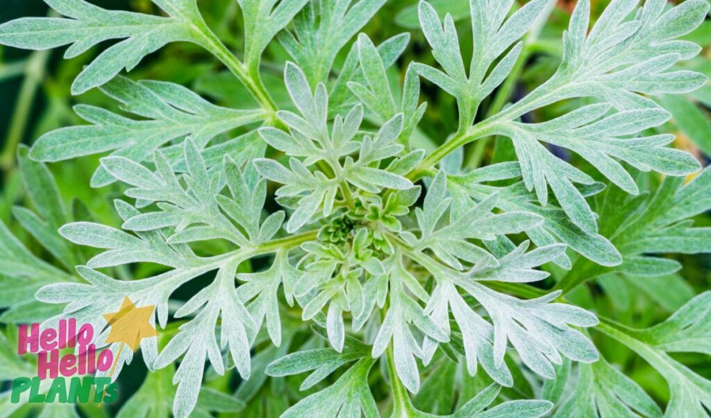 Hello Hello Plants Nursery Campbellfield Melbourne Victoria Australia Artemesia wormwood leaves silver foliage