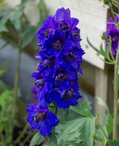 A close-up of Delphinium 'Magic Dark Blue' flowers and green leaves in a 4" pot, set against a blurred garden background—perfect for adding vibrant color to your space.