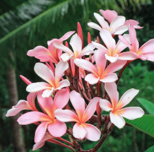 Plumeria 'Rosea' Frangipani features clusters of pink and white flowers with yellow centers and water droplets, set against green leaves. Ideal for display in an 8" pot.