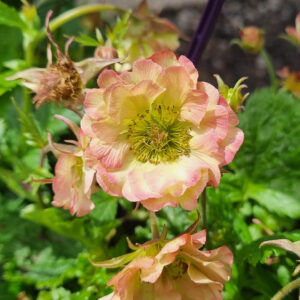 A close-up of Geum JAZZY™ 'Cosmopolitan' in a 6" pot, showcasing pale yellow and pink ruffled petals amid green leaves and buds. Ideal for adding vibrant color to any space.