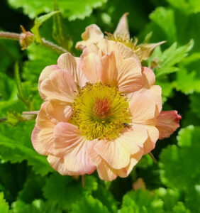 Close-up of Geum JAZZY™ 'Mai Tai' flower with a pale peach hue and yellow-red center, surrounded by green foliage in bright sunlight—ideal for displaying in a 6" pot.