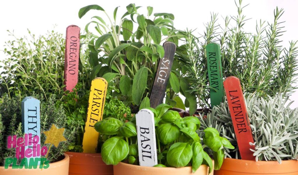 Hello Hello Plants Nursery Campbellfield Melbourne Victoria Australia Herbs in pots thyme rosemary lavender basil parsley oregano