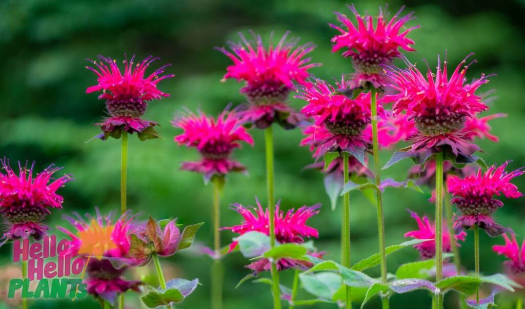 Hello Hello Plants Nursery Campbellfield Melbourne Victoria Australia Monarda didyma Beebalm flowers purple