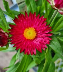 A close-up of Bracteantha 'Mohave Purple Red' Native Paper Daisy in a 6" pot, showcasing its vibrant red-purple petals with a yellow center, surrounded by green leaves.