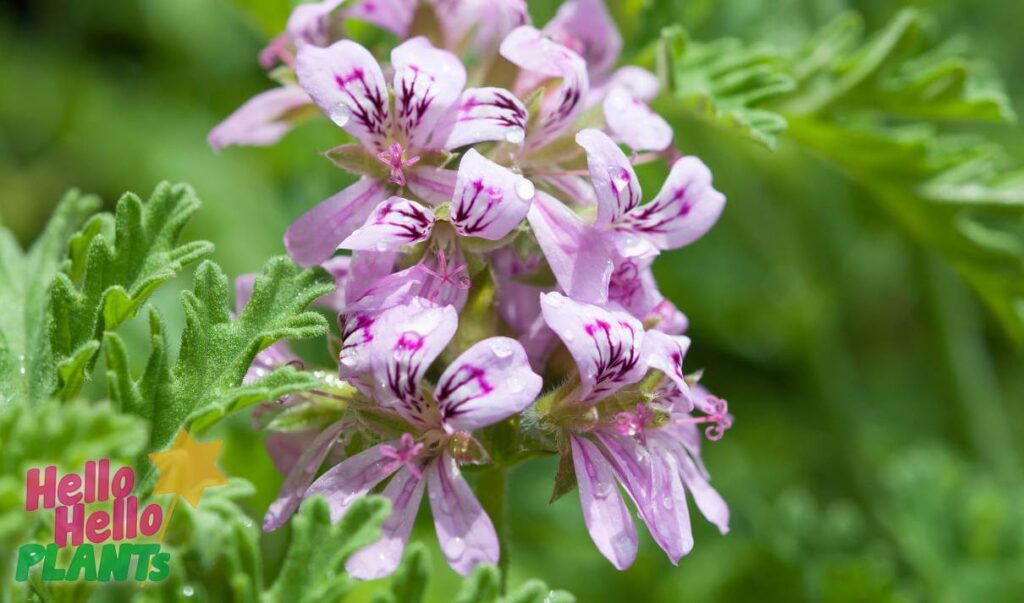 Hello Hello Plants Nursery Campbellfield Melbourne Victoria Australia Pelargonium Lemon scented geranium flower and foliage