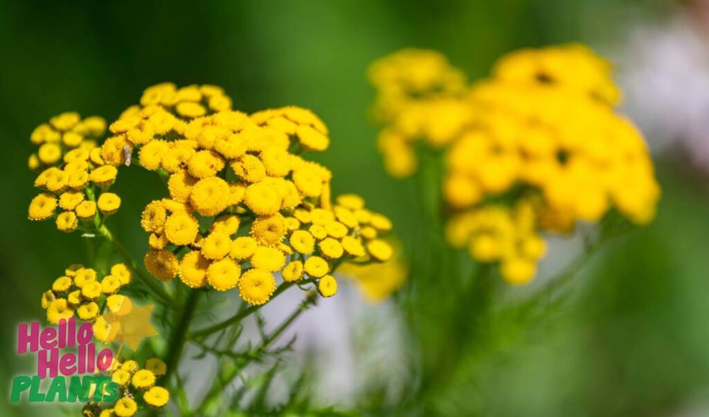 Hello Hello Plants Nursery Campbellfield Melbourne Victoria Australia Tansy flowers yellow