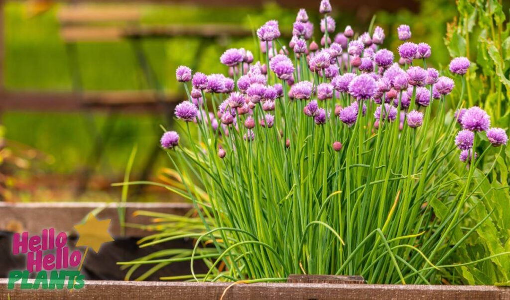 Hello Hello Plants Nursery Campbellfield Melbourne Victoria Australia allium onion garlic growing in container vegetable herb garden