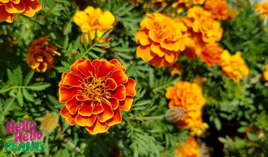 Hello Hello Plants Nursery Campbellfield Melbourne Victoria Australia marigold tagetes orange flowers