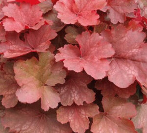 A cluster of Heuchera 'Cherry Cola' Coral Bells in a 6" pot features vibrant pink, red, and green leaves that echo the striking hues this popular variety is known for.