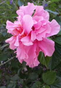 Close-up of Hibiscus 'Mrs George Davis' in a 6" pot, featuring pink ruffled petals, prominent stamens, and green leaves against a blurred background.