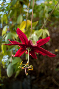 A close-up of Passionfruit 'Red Banana' showcases its dark red, elongated petals and lush green leaves—ideal for growing in a 5" pot.