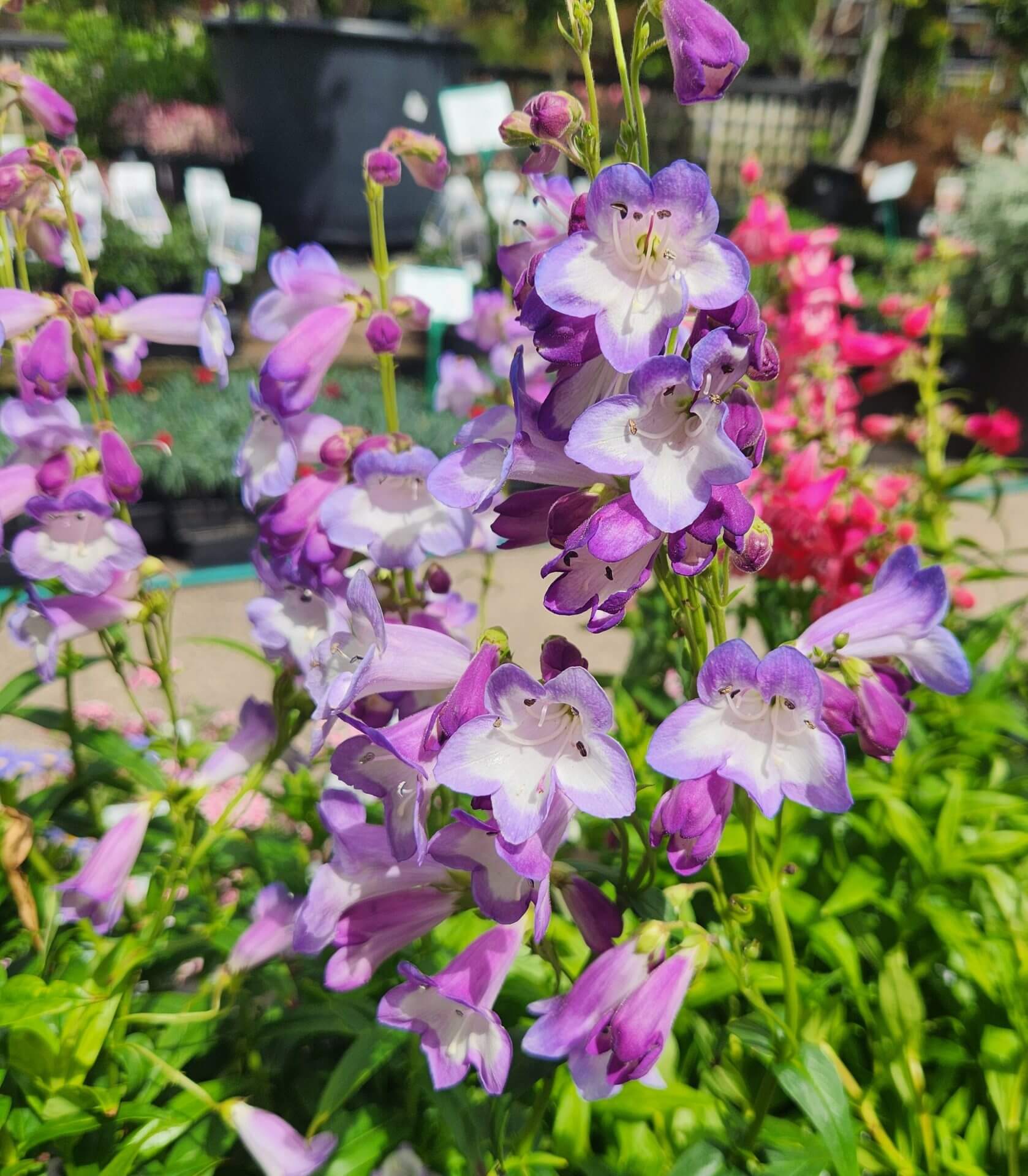 Penstemon 'Alice Hindley' 4" Pot