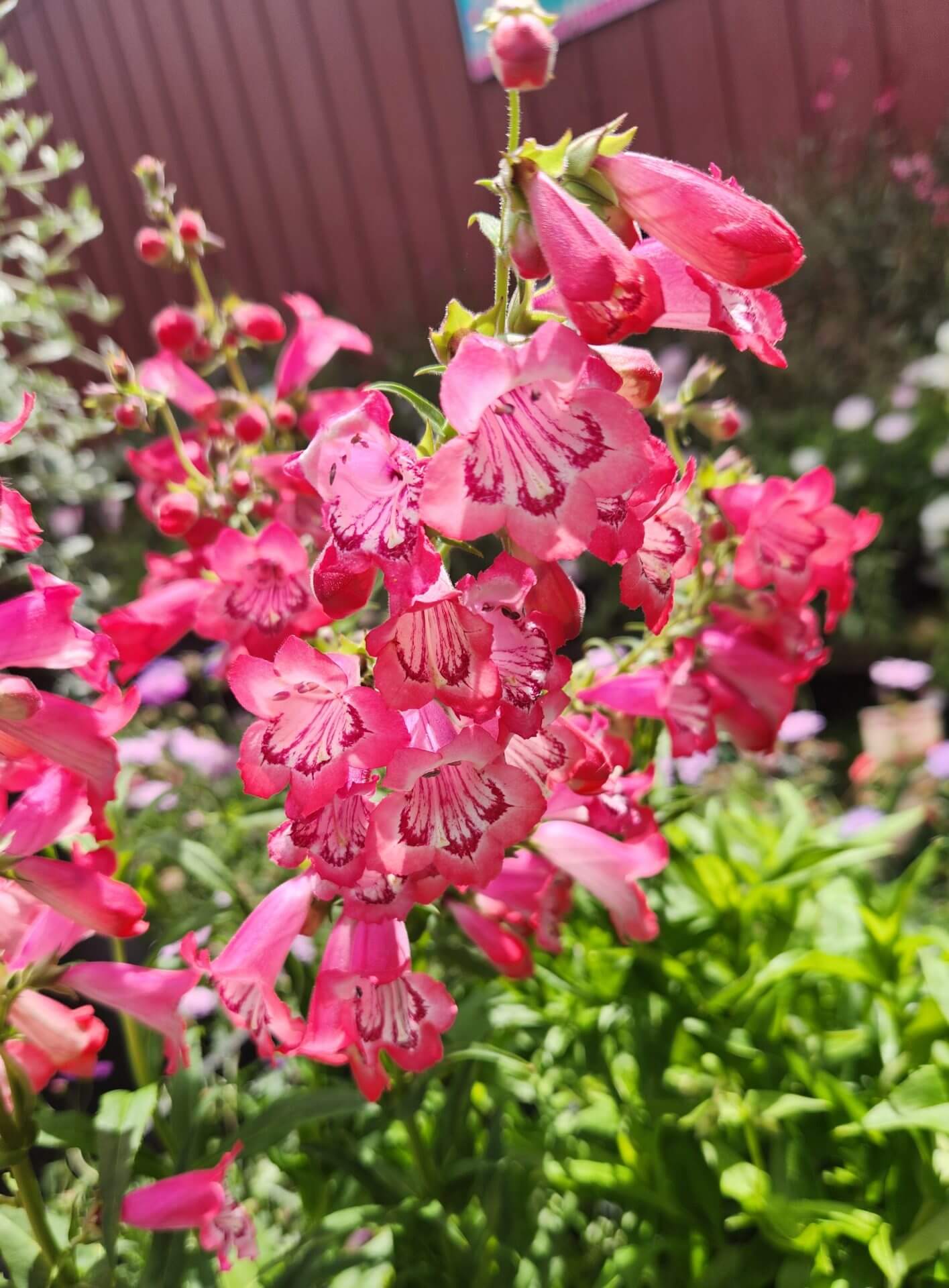 Penstemon 'Cha Cha Pink' 6" Pot