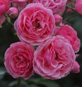 Close-up of Rose 'Pomponella®' 3ft Standard, showcasing three fully bloomed pink roses and several rosebuds set against lush green foliage in the background.