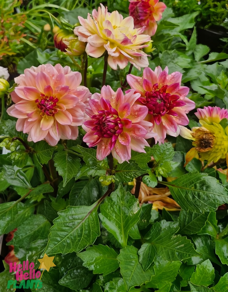 Dahlia Lubega® Power 'Tropical Punch' in a 6" pot features vibrant pink and yellow blooms, adorned with raindrops, sitting gracefully among lush green leaves against a softly blurred garden background.