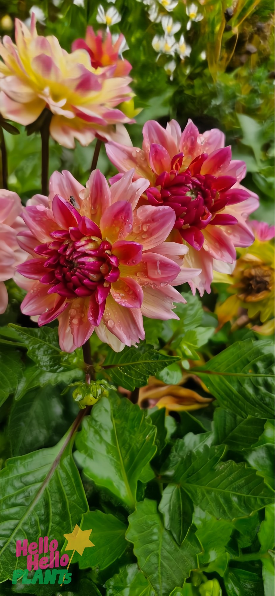 The Dahlia Lubega® Power 'Tropical Punch' 6" Pot flowers, with their pink and yellow hues, sparkle with raindrops on their petals amid lush green leaves.