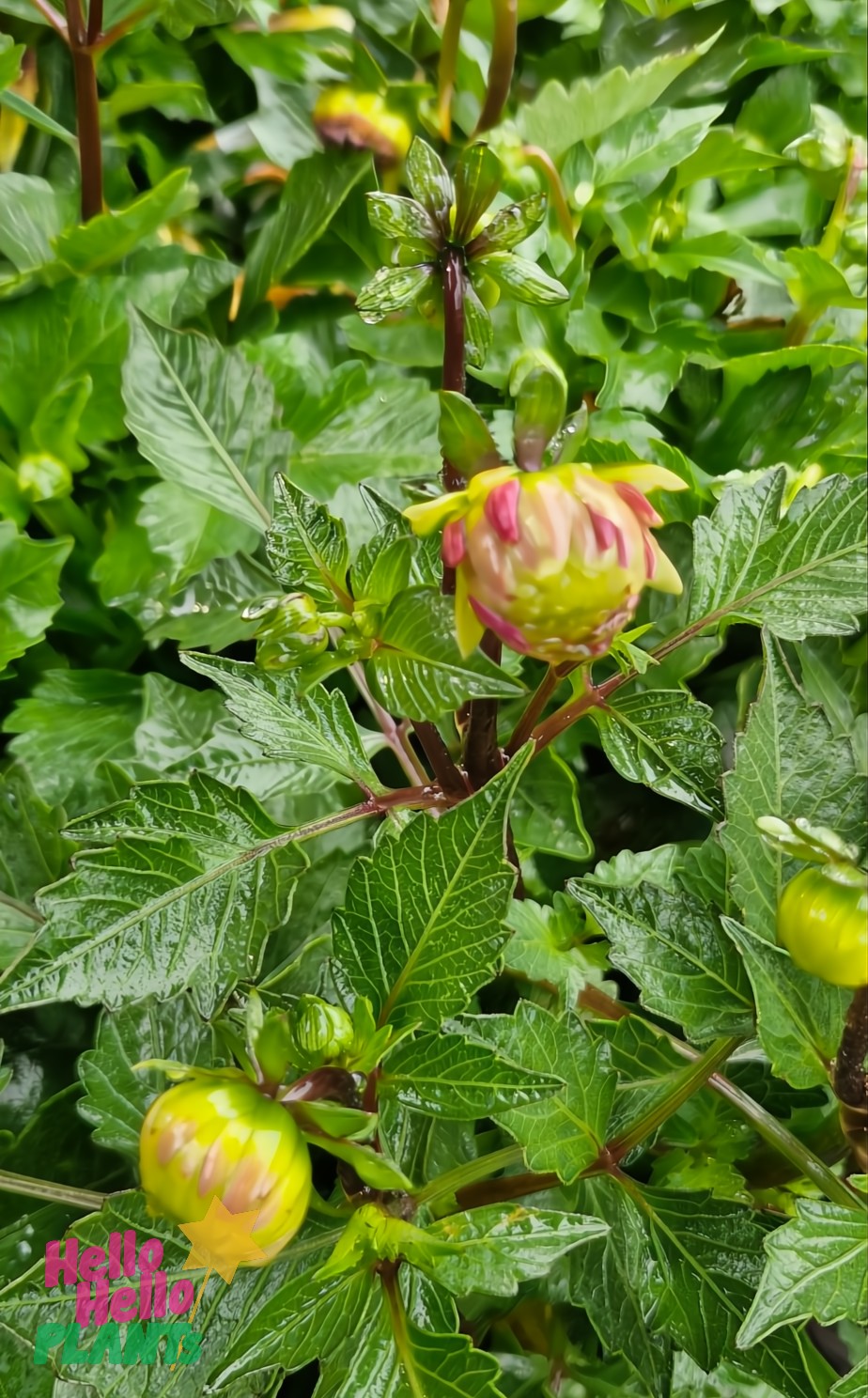 Raindrop-covered green leaves surround a budding flower with pink and yellow hints, evoking the vibrant Dahlia Lubega® Power 'Tropical Punch' in a 6" pot.