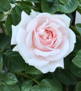 The Rose 'First Crush' PBR 3ft Standard features pale pink blooms in full display, beautifully set against vibrant green foliage.