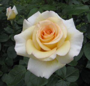 The Rose 'Isn't She Lovely' 3ft Standard features pale yellow and white blooms in full display, accented by green leaves and a rosebud in the background.