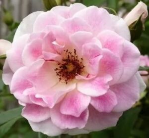 A close-up of Rose 'Blushing Pink Iceberg' 3ft Standard in full bloom reveals layered pink petals and a yellow center with visible stamens, set against blurred green foliage that highlights this elegant rose variety.