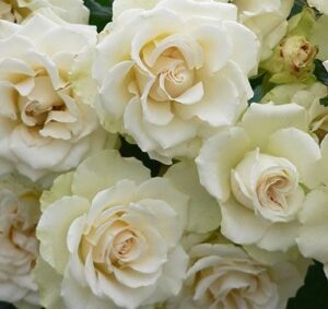 A cluster of Rose 'Our Vanilla' 3ft Standard, showcasing cream-colored blooms with soft petals and lush green foliage, makes a stunning display.