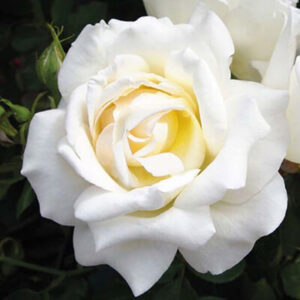 A close-up of the Rose 'Honor™' 2ft Standard showcases its fully bloomed white petals, with green leaves and an unopened rosebud in the background.