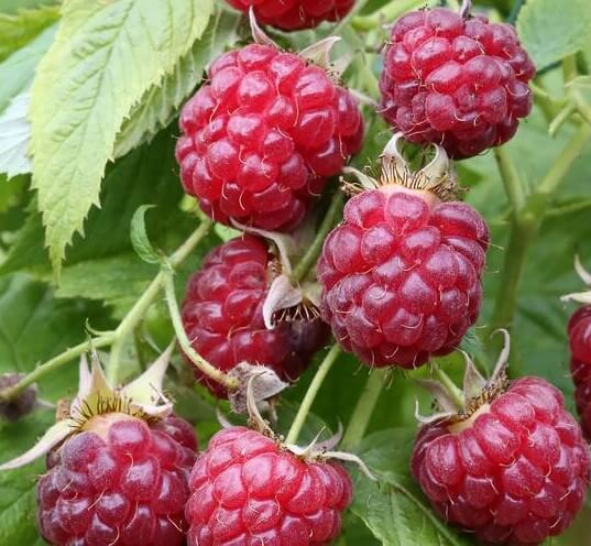 Close-up of ripe red Rubus 'Autumn Bliss' Raspberry fruit growing on the bush in a 6" pot, surrounded by lush green leaves.