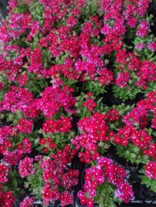 Clusters of vibrant 'Blues™ Red' verbena flowers with green leaves fill a 6" pot.